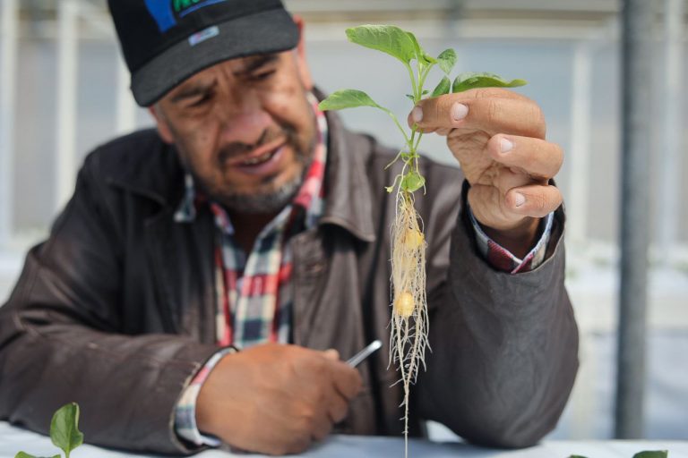 Proinpa cumple 25 años diversificando la producción agrícola nacional con inventiva y ciencia para la vida